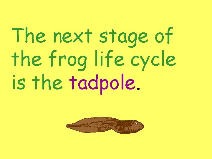 The next stage of the frog life cycle is the tadpole. 