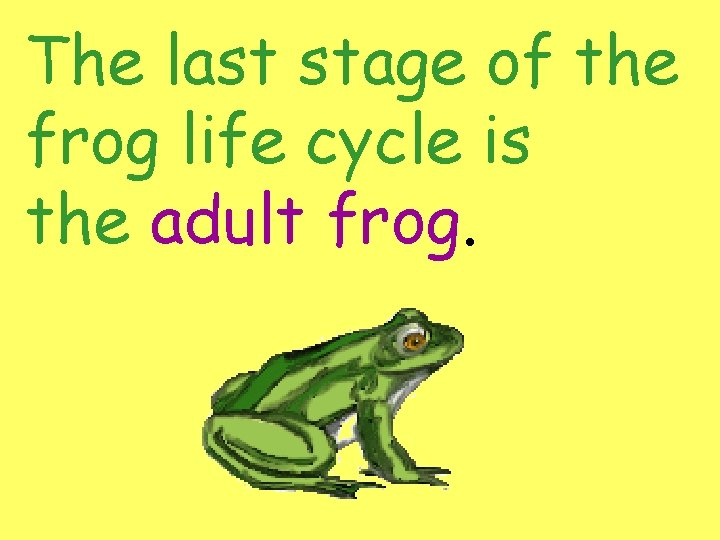 The last stage of the frog life cycle is the adult frog. 