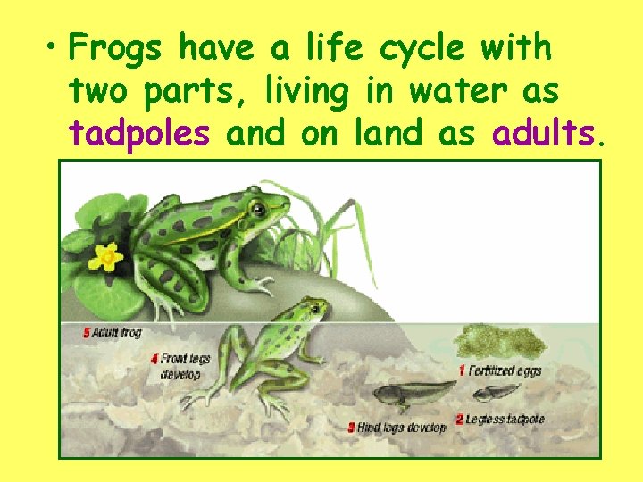  • Frogs have a life cycle with two parts, living in water as