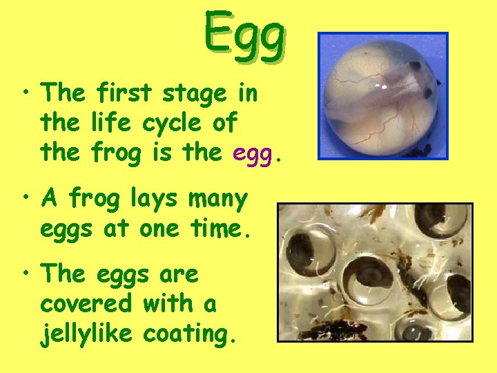 Egg • The first stage in the life cycle of the frog is the