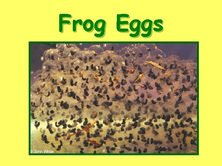 Frog Eggs 