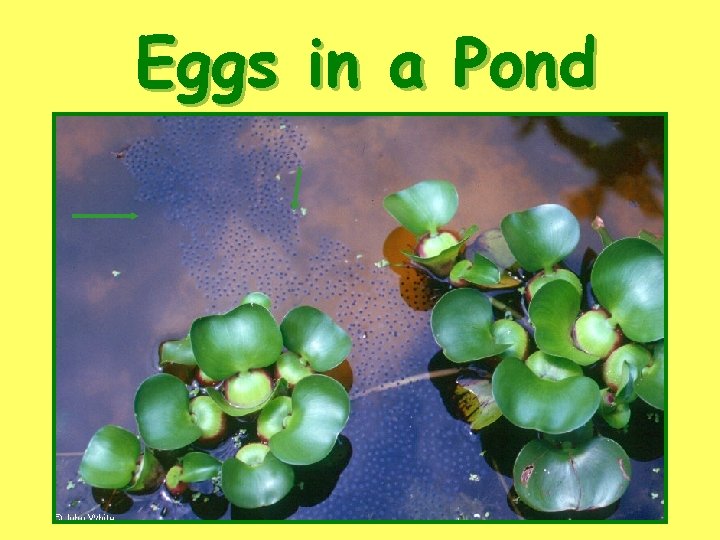 Eggs in a Pond 