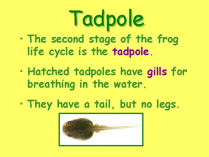 Tadpole • The second stage of the frog life cycle is the tadpole. •