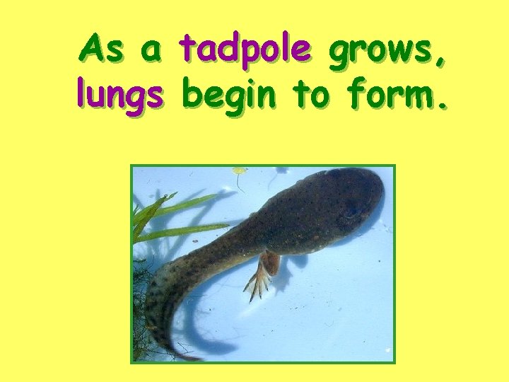 As a lungs tadpole grows, begin to form. 