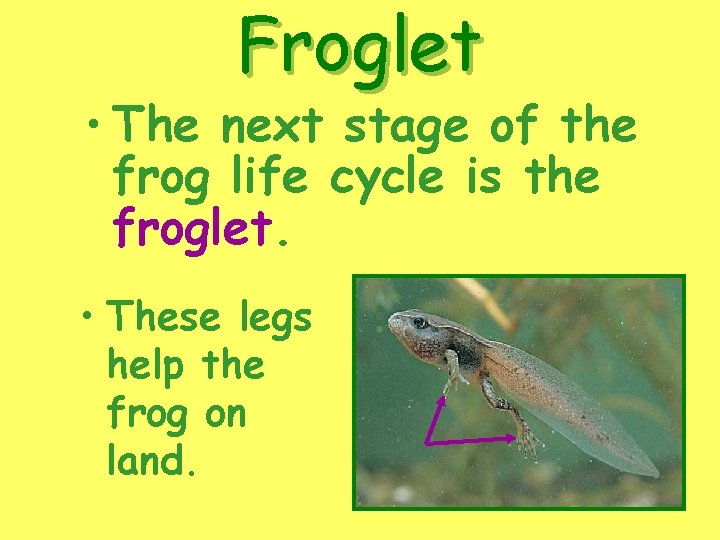 Froglet • The next stage of the frog life cycle is the froglet. •
