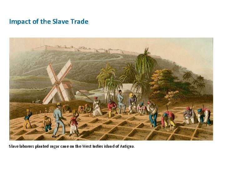 Impact of the Slave Trade Slave laborers planted sugar cane on the West Indies