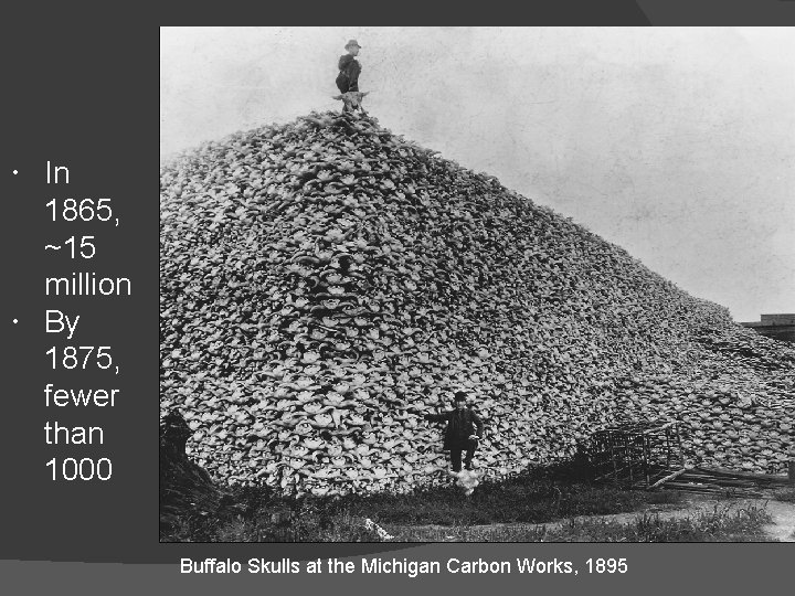  In 1865, ~15 million By 1875, fewer than 1000 Buffalo Skulls at the