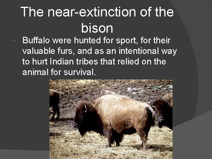 The near-extinction of the bison Buffalo were hunted for sport, for their valuable furs,