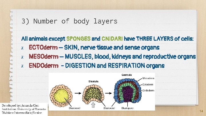 3) Number of body layers All animals except SPONGES and CNIDARI have THREE LAYERS