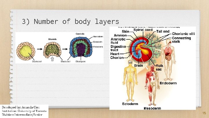 3) Number of body layers 15 