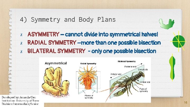 4) Symmetry and Body Plans ✗ ✗ ✗ ASYMMETRY – cannot divide into symmetrical