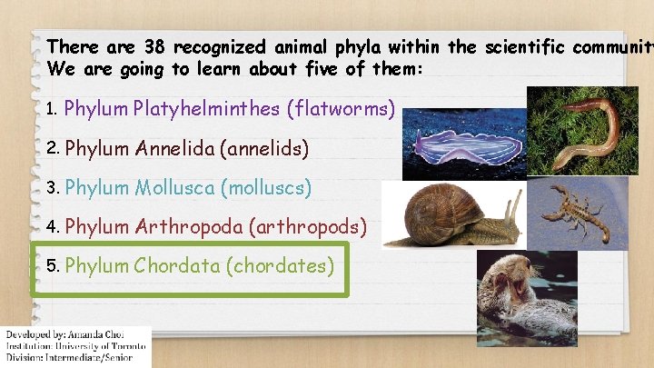 There are 38 recognized animal phyla within the scientific community We are going to