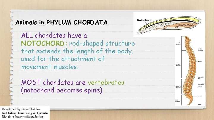 Animals in PHYLUM CHORDATA ALL chordates have a NOTOCHORD : rod-shaped structure that extends