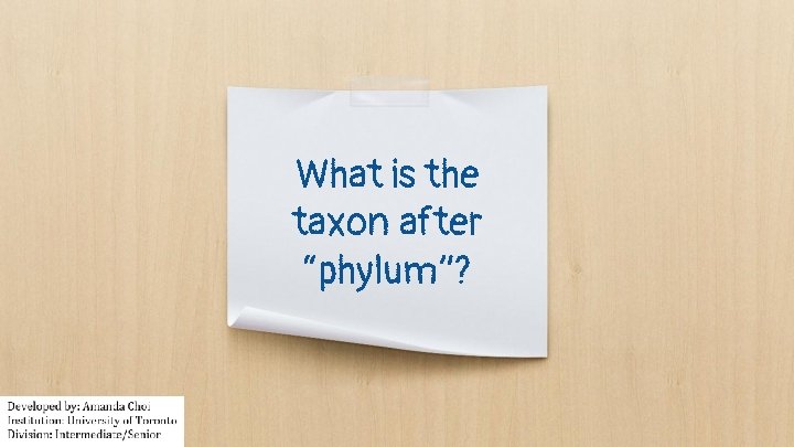 What is the taxon after “phylum”? 