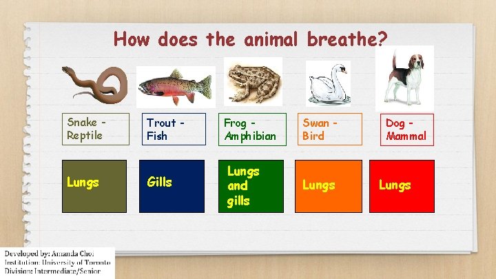 How does the animal breathe? Snake Reptile Lungs Trout Fish Gills Frog Amphibian Lungs
