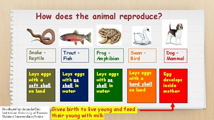 How does the animal reproduce? Snake Reptile Trout Fish Frog Amphibian Swan Bird Lays
