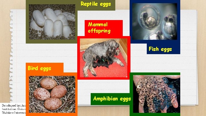 Reptile eggs Mammal offspring Fish eggs Bird eggs Amphibian eggs 