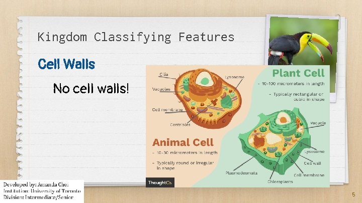 Kingdom Classifying Features Cell Walls No cell walls! 5 