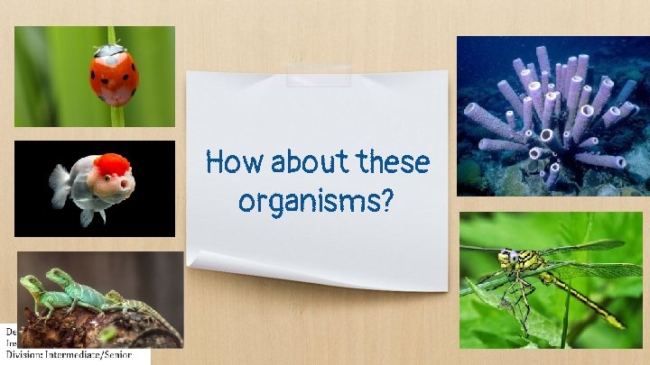 How about these organisms? 