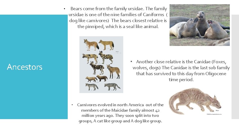  • Ancestors Bears come from the family ursidae. The family ursidae is one