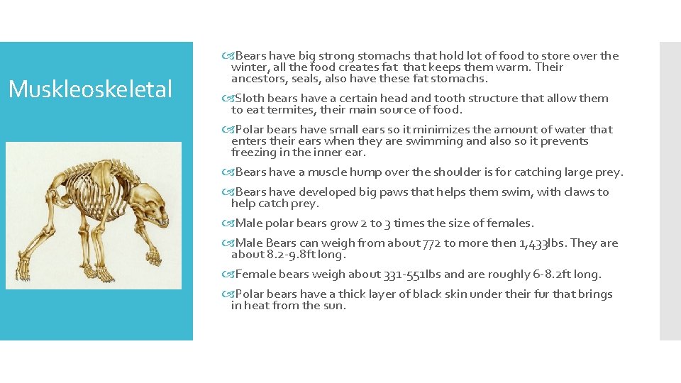 Muskleoskeletal Bears have big strong stomachs that hold lot of food to store over