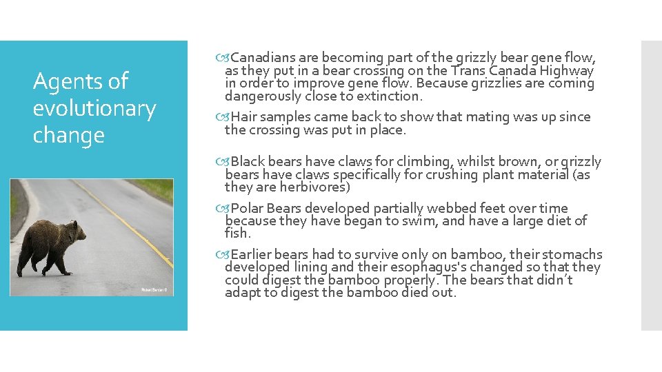 Agents of evolutionary change Canadians are becoming part of the grizzly bear gene flow,