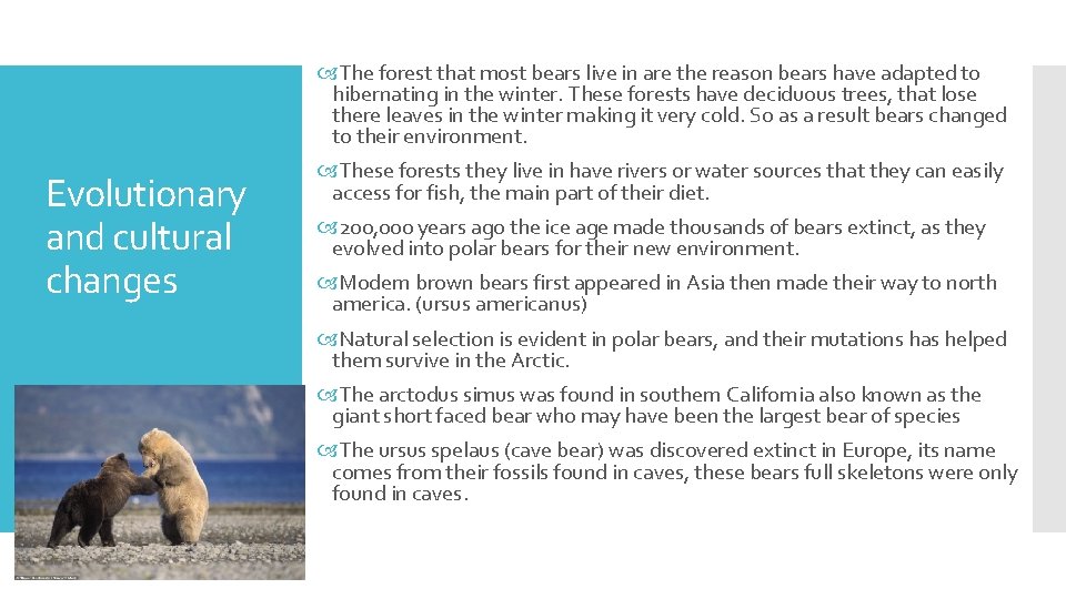  The forest that most bears live in are the reason bears have adapted