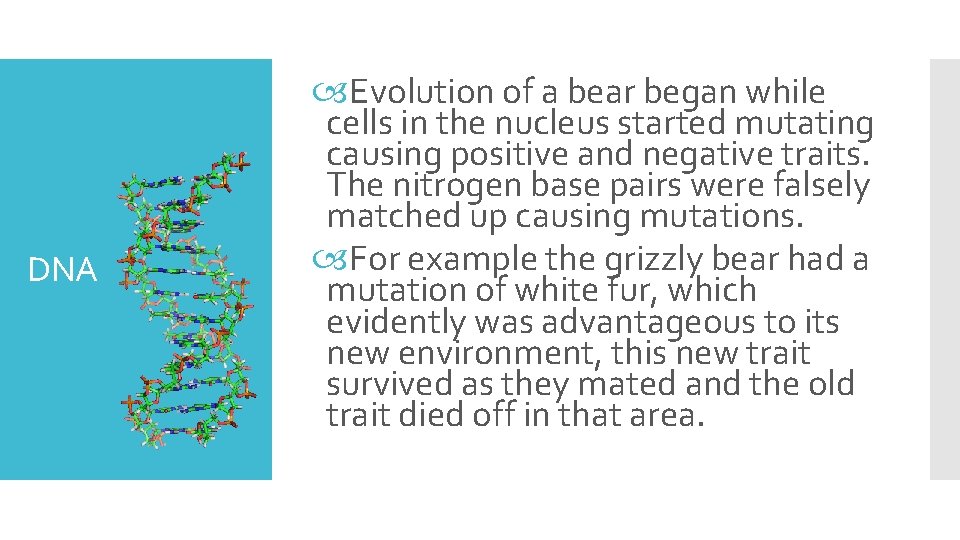 DNA Evolution of a bear began while cells in the nucleus started mutating causing