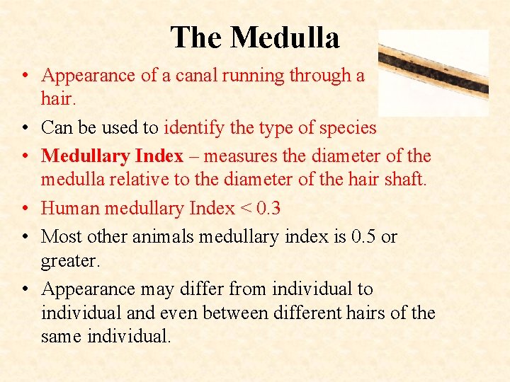 The Medulla • Appearance of a canal running through a hair. • Can be