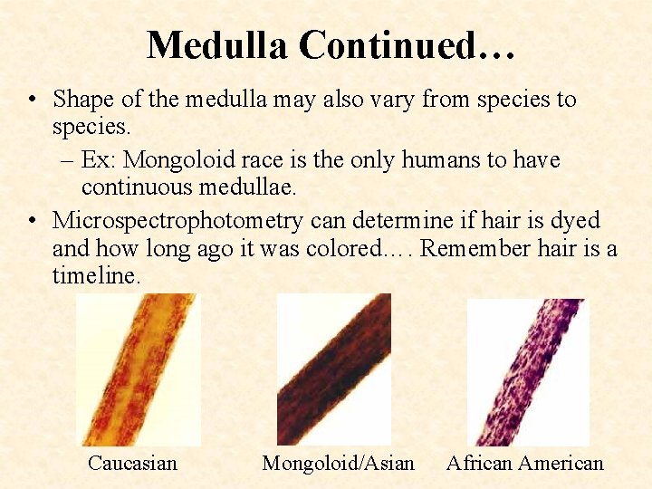 Medulla Continued… • Shape of the medulla may also vary from species to species.