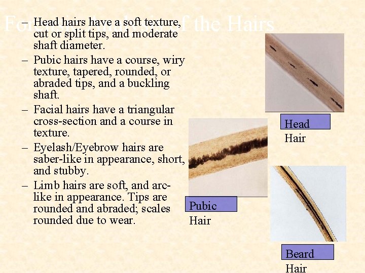 – Head hairs have a soft texture, Forensic Analysis of the Hairs cut or