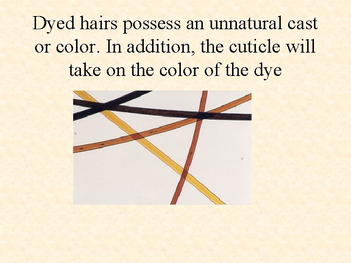 Dyed hairs possess an unnatural cast or color. In addition, the cuticle will take