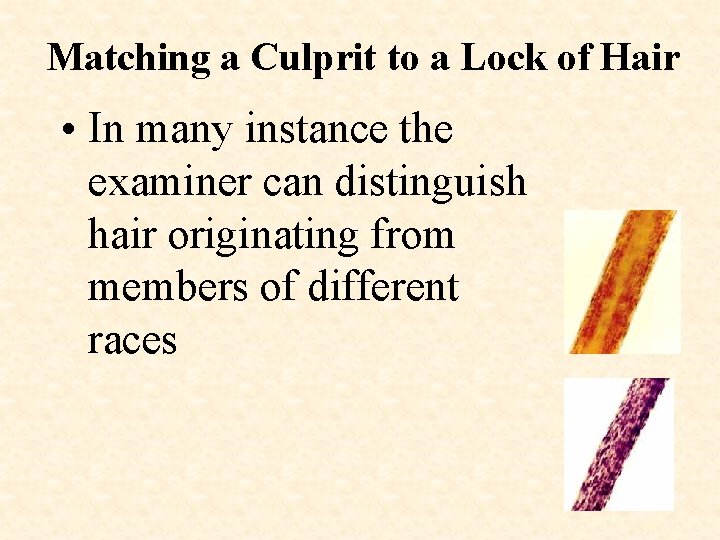 Matching a Culprit to a Lock of Hair • In many instance the examiner