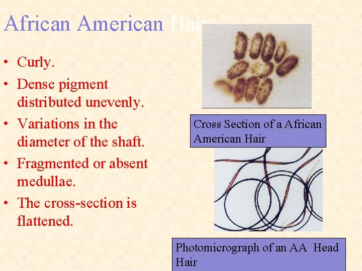 African American Hairs • Curly. • Dense pigment distributed unevenly. • Variations in the