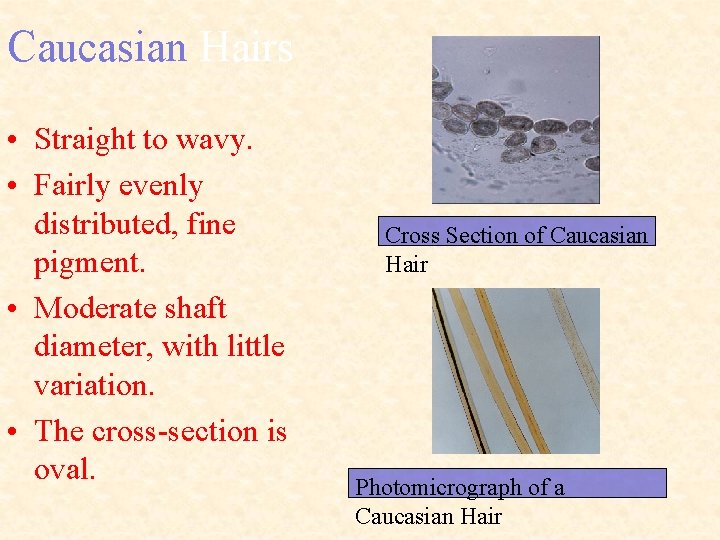 Caucasian Hairs • Straight to wavy. • Fairly evenly distributed, fine pigment. • Moderate