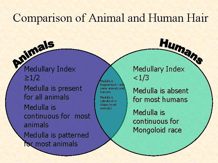 Comparison of Animal and Human Hair Medullary Index ≥ 1/2 Medulla is present for