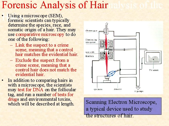 Forensic Analysis of Hairnalysis of the • Using a microscope (SEM), Hairs forensic scientists