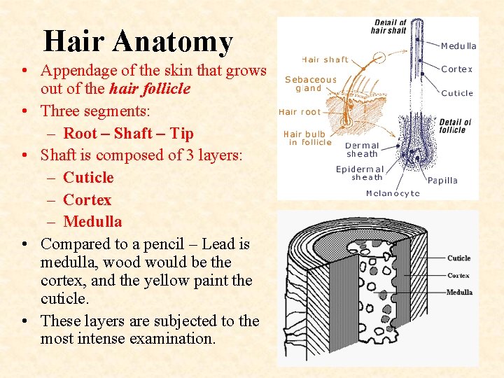 Hair Anatomy • Appendage of the skin that grows out of the hair follicle