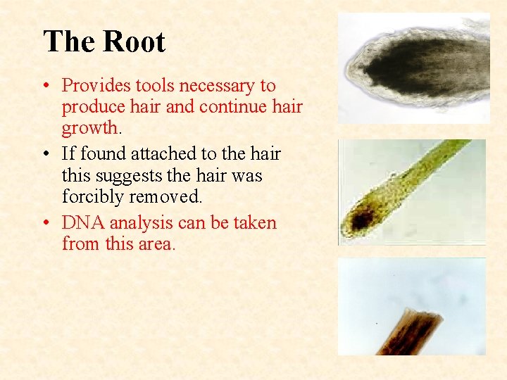 The Root • Provides tools necessary to produce hair and continue hair growth. •