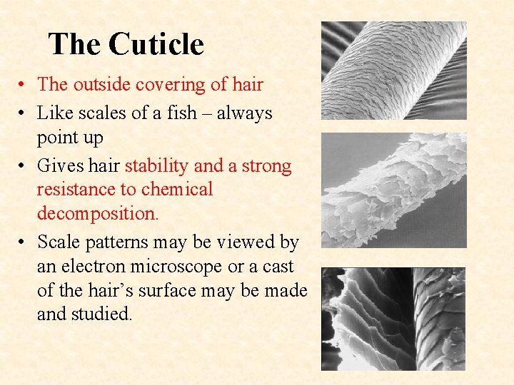 The Cuticle • The outside covering of hair • Like scales of a fish