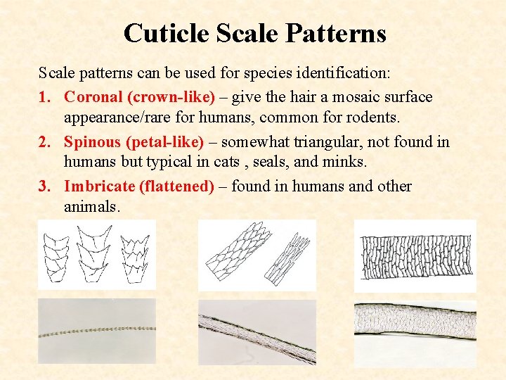 Cuticle Scale Patterns Scale patterns can be used for species identification: 1. Coronal (crown-like)