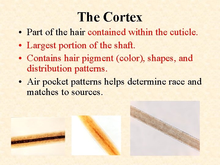 The Cortex • Part of the hair contained within the cuticle. • Largest portion