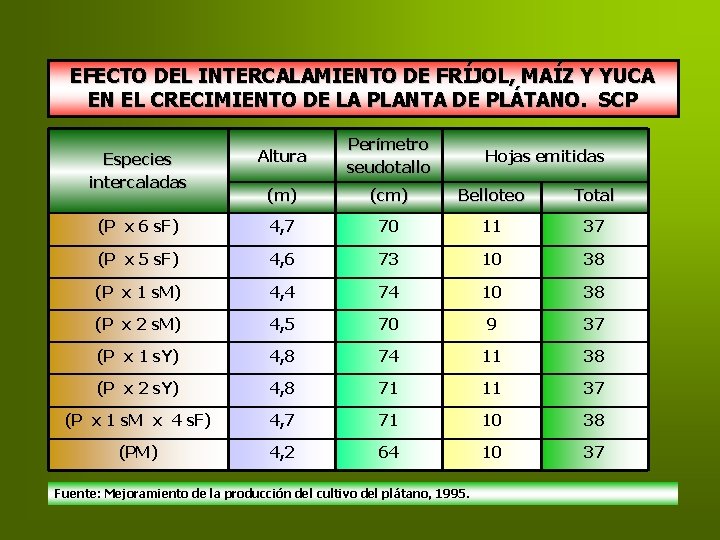 EFECTO DEL INTERCALAMIENTO DE FRÍJOL, MAÍZ Y YUCA EN EL CRECIMIENTO DE LA PLANTA