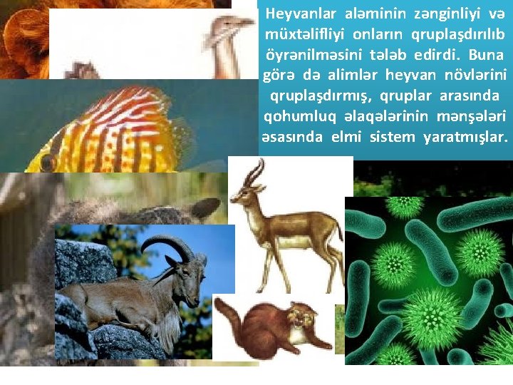 Heyvanlar aləminin zənginliyi və müxtəlifliyi onların qruplaşdırılıb öyrənilməsini tələb edirdi. Buna görə də alimlər