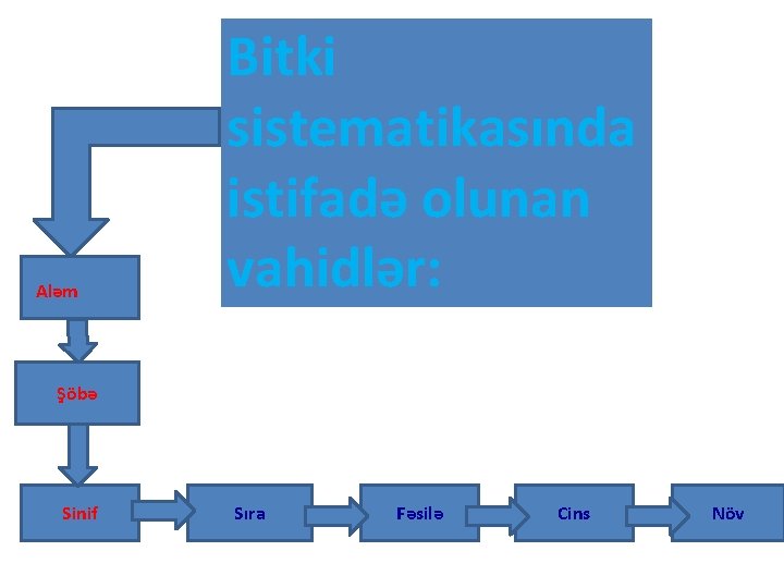 Aləm Bitki sistematikasında istifadə olunan vahidlər: Şöbə Sinif Sıra Fəsilə Cins Növ 