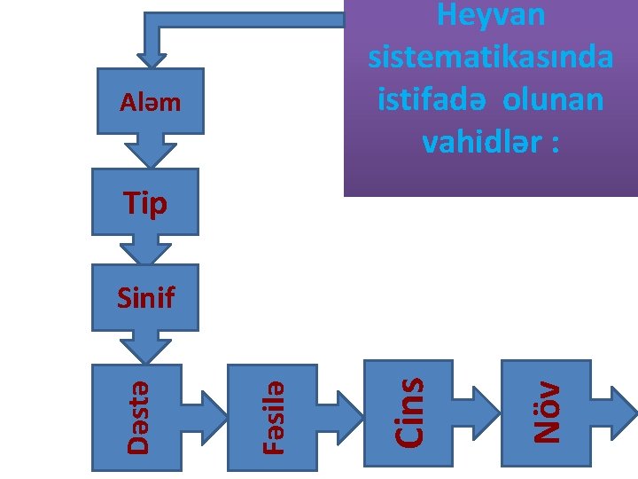 Heyvan sistematikasında istifadə olunan vahidlər : Aləm Tip Növ Cins Fəsilə Dəstə Sinif 