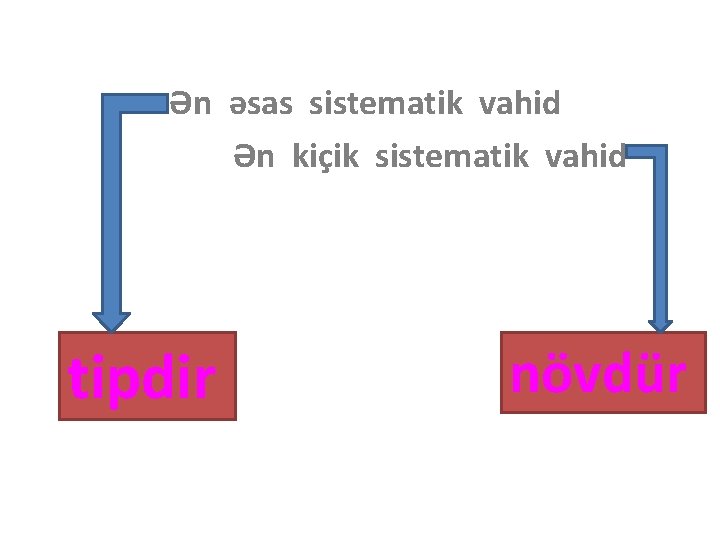 Ən əsas sistematik vahid Ən kiçik sistematik vahid tipdir növdür 