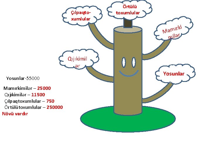 Çılpaqtoxumlular Ma Qıjıkimil ər Yosunlar-55000 Mamırkimilər – 25000 Qıjıkimilər – 11500 Çılpaqtoxumlular – 750