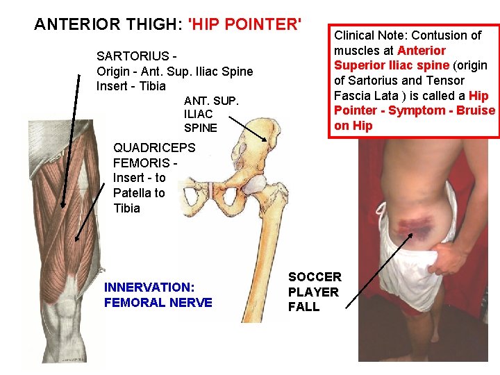 ANTERIOR THIGH: 'HIP POINTER' SARTORIUS Origin - Ant. Sup. Iliac Spine Insert - Tibia
