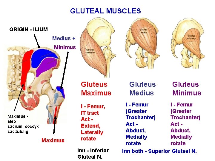 GLUTEAL MUSCLES ORIGIN - ILIUM Medius + Minimus Gluteus Maximus also sacrum, coccyx sac.